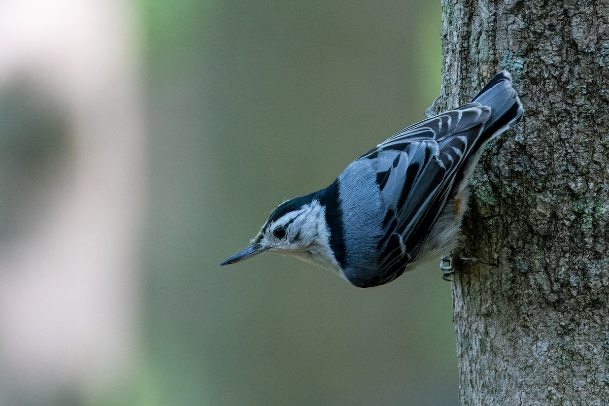 White-breasted Nuthatch - Stéphane Lair
