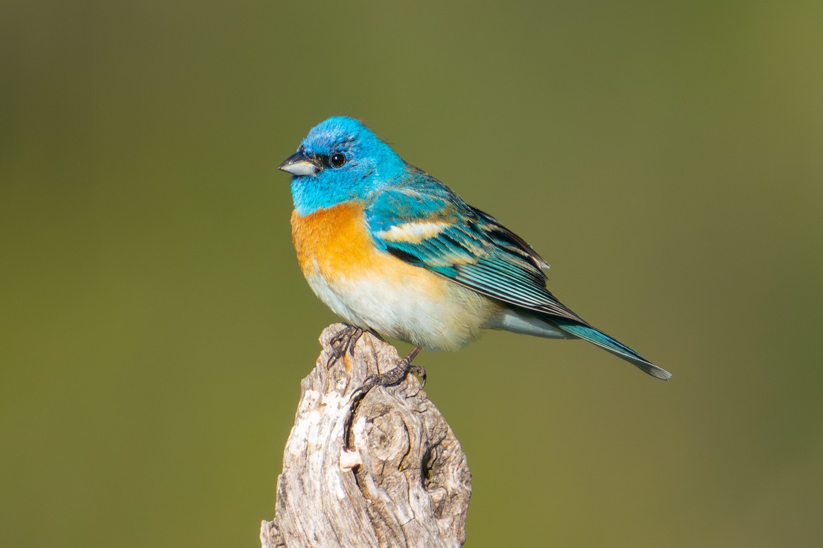 Lazuli Bunting - ML583567101