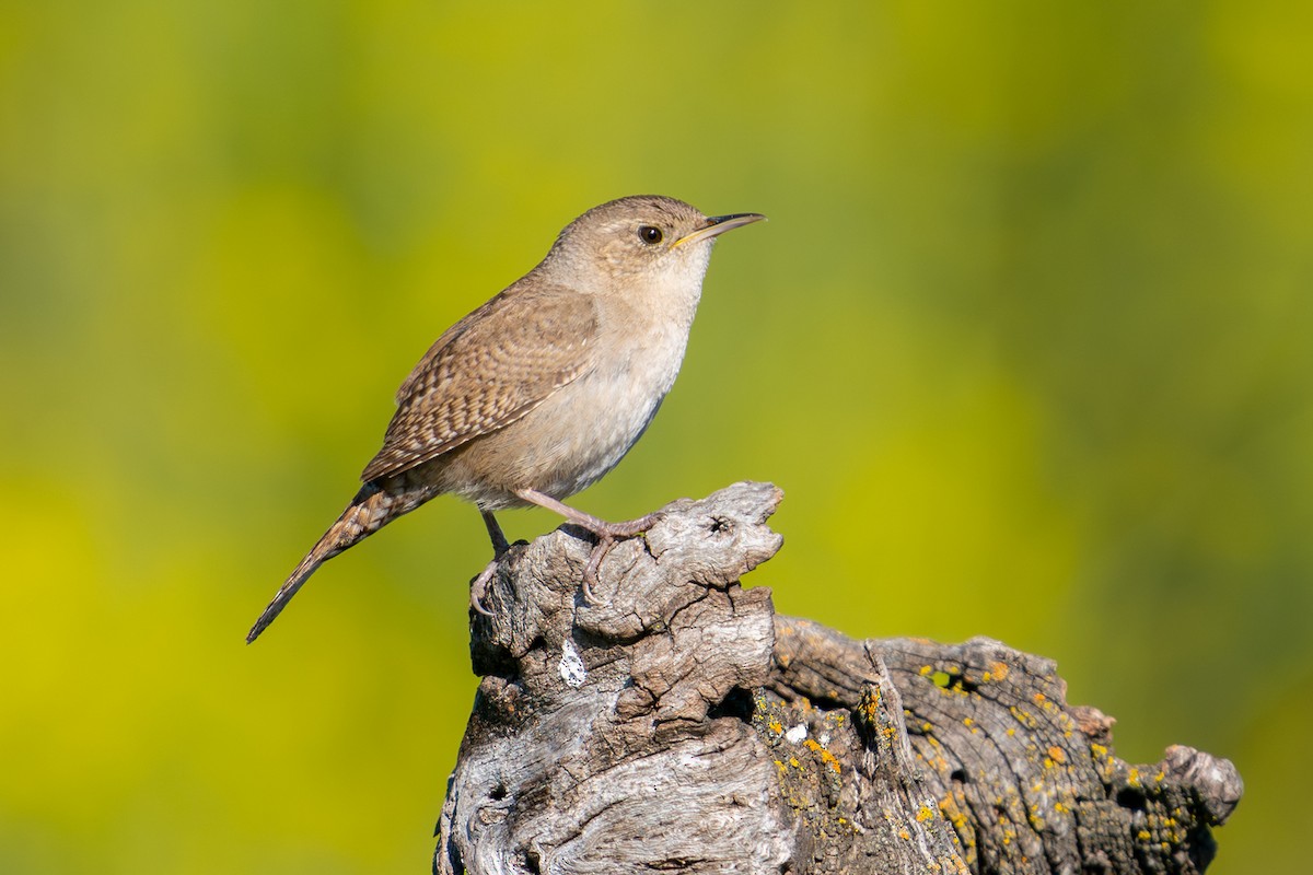 House Wren - ML583567601