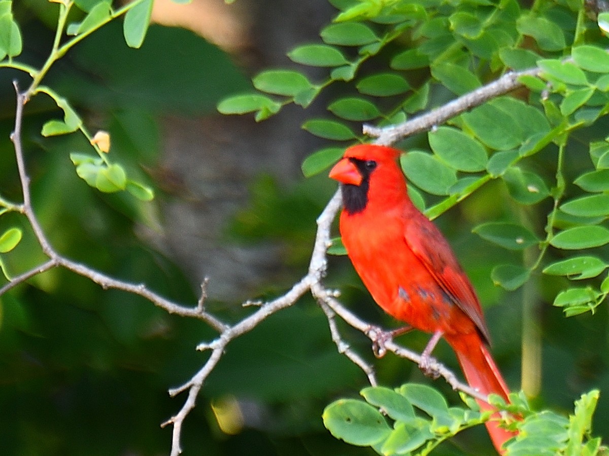 Northern Cardinal - ML583568871