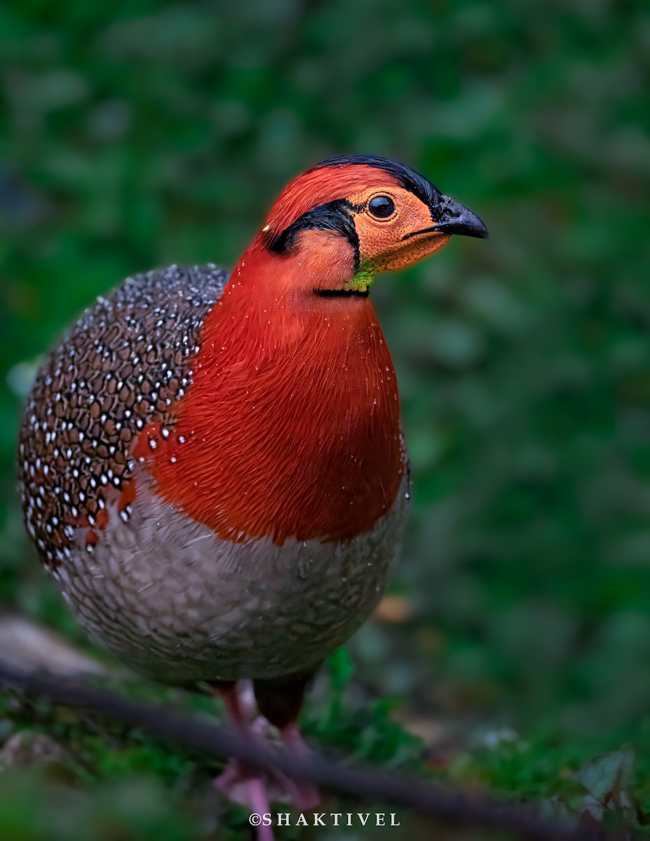 Blyth's Tragopan - ML583568921