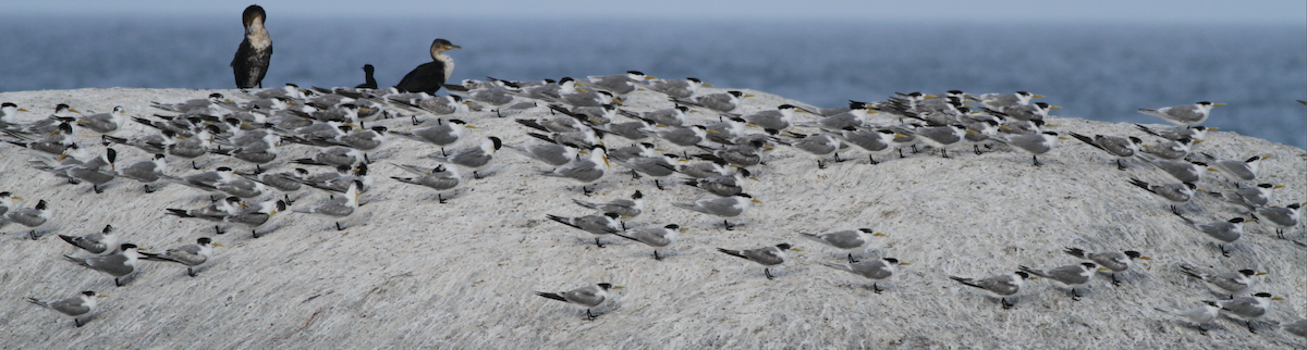 Great Crested Tern - ML583572251