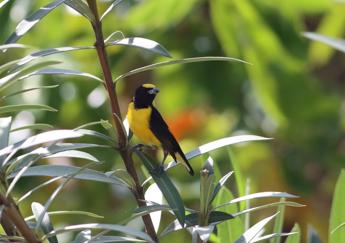 Purple-throated Euphonia - ML583572441