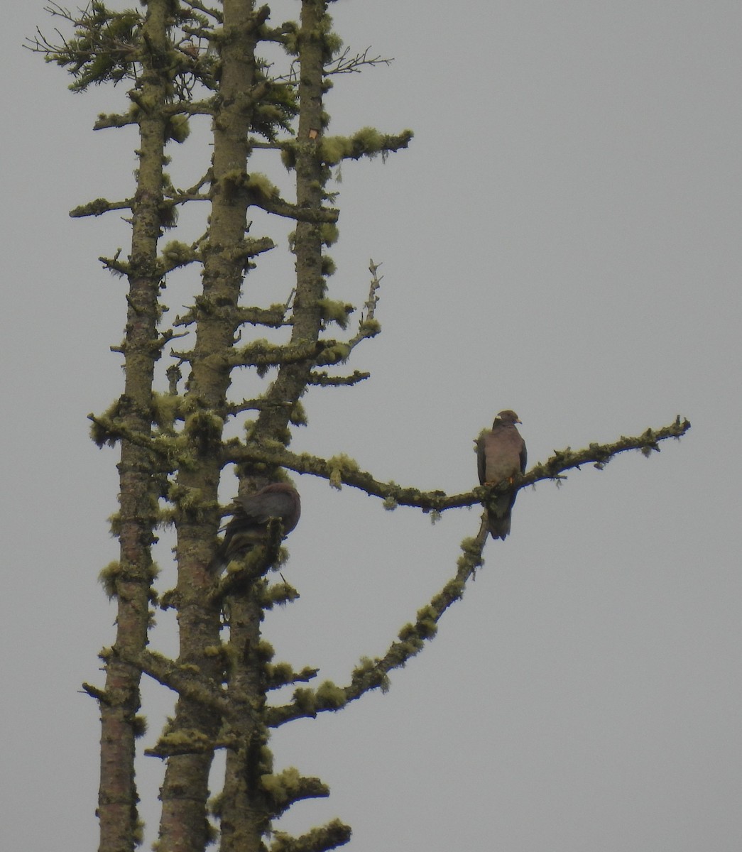 Band-tailed Pigeon - ML583573331