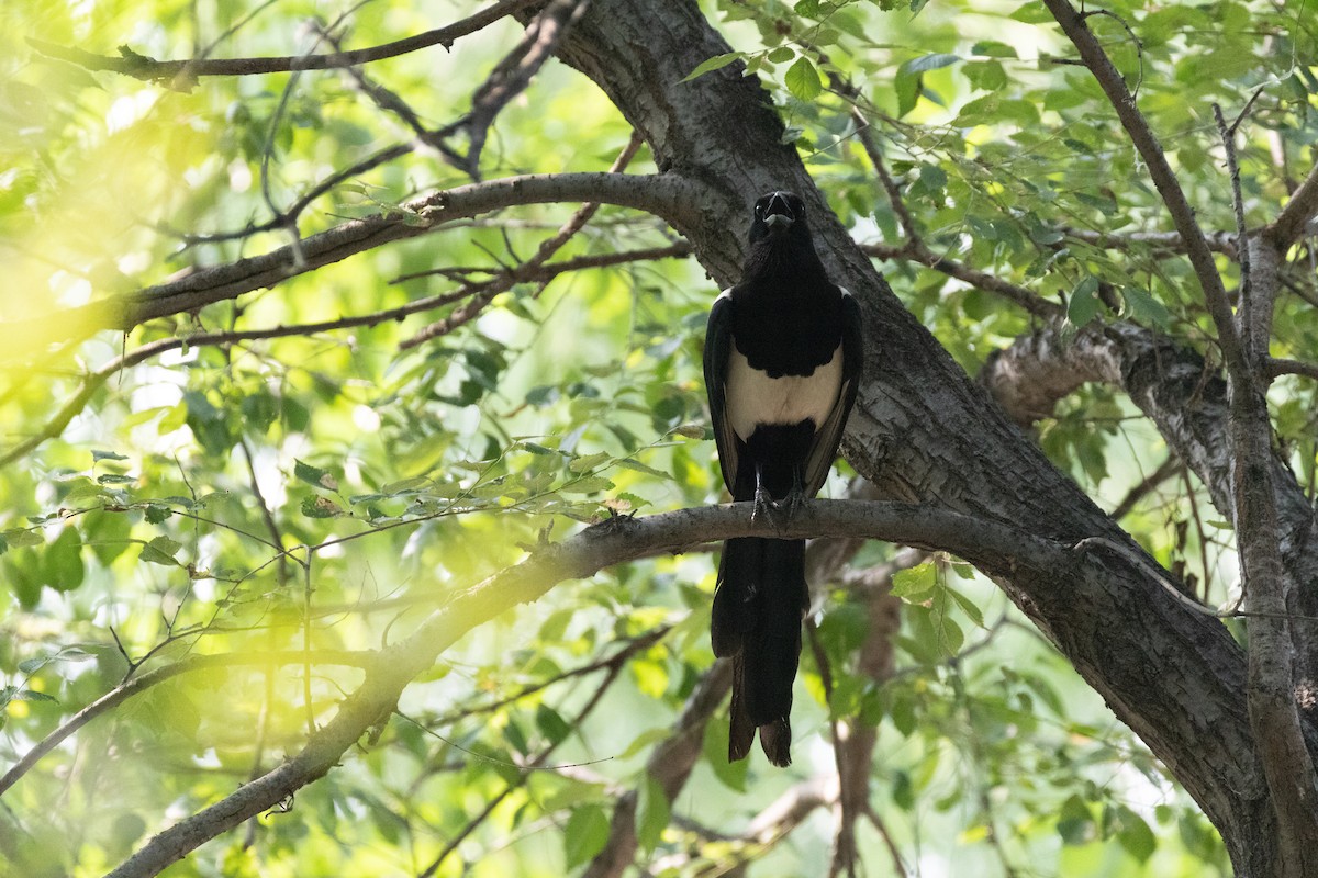 Oriental Magpie - ML583573411