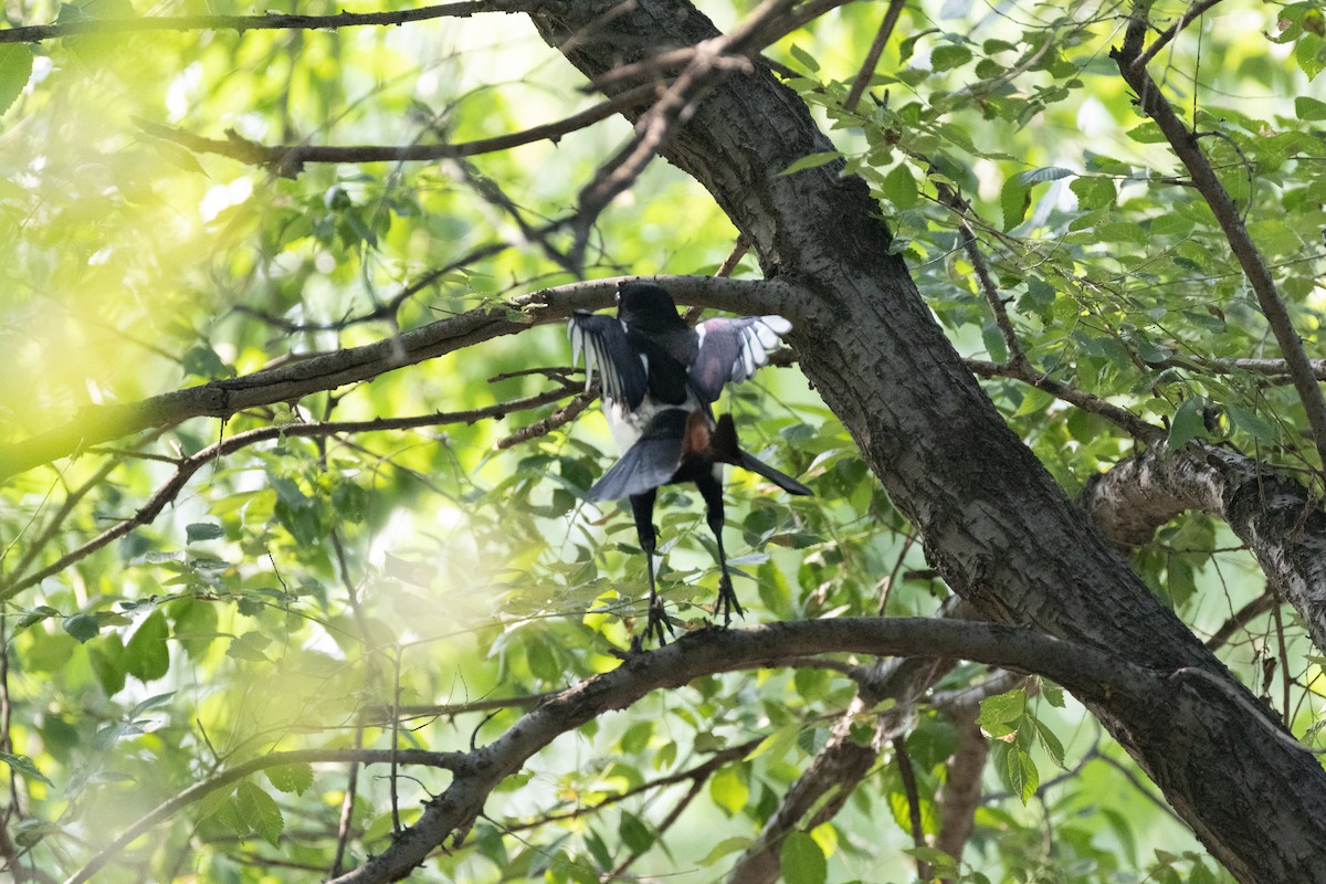 Oriental Magpie - ML583573421