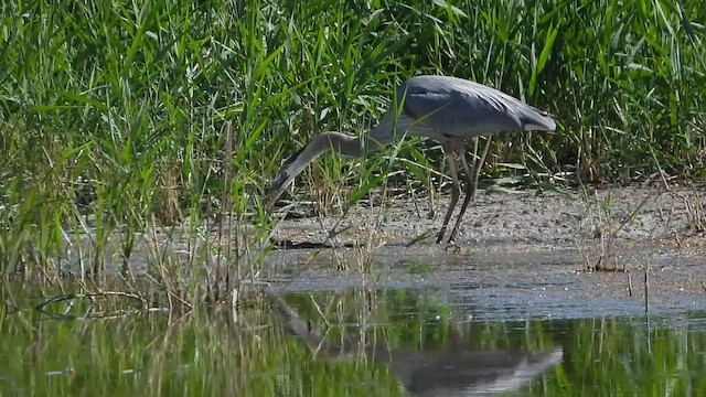 Great Blue Heron - ML583574351