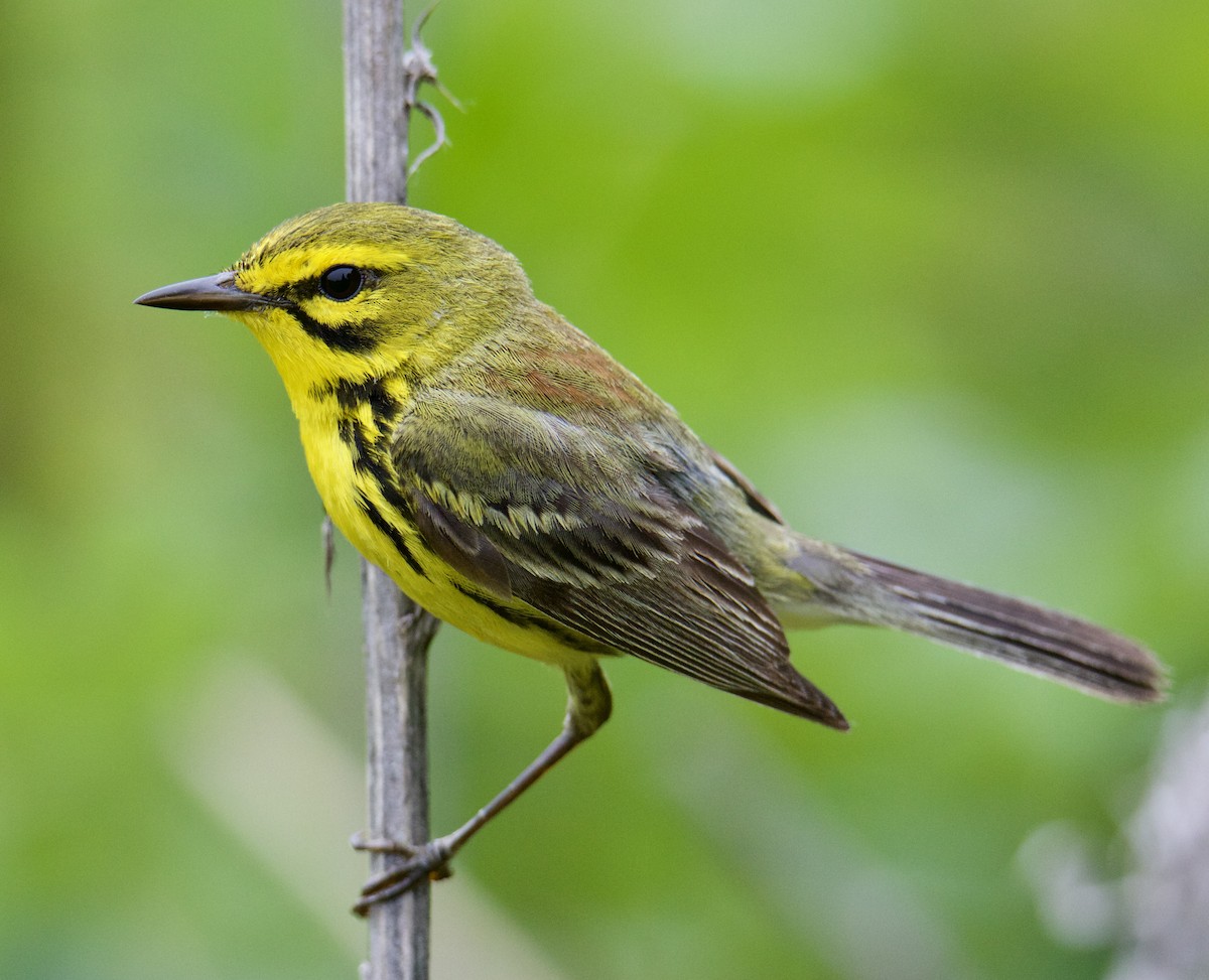 Prairie Warbler - ML583574681