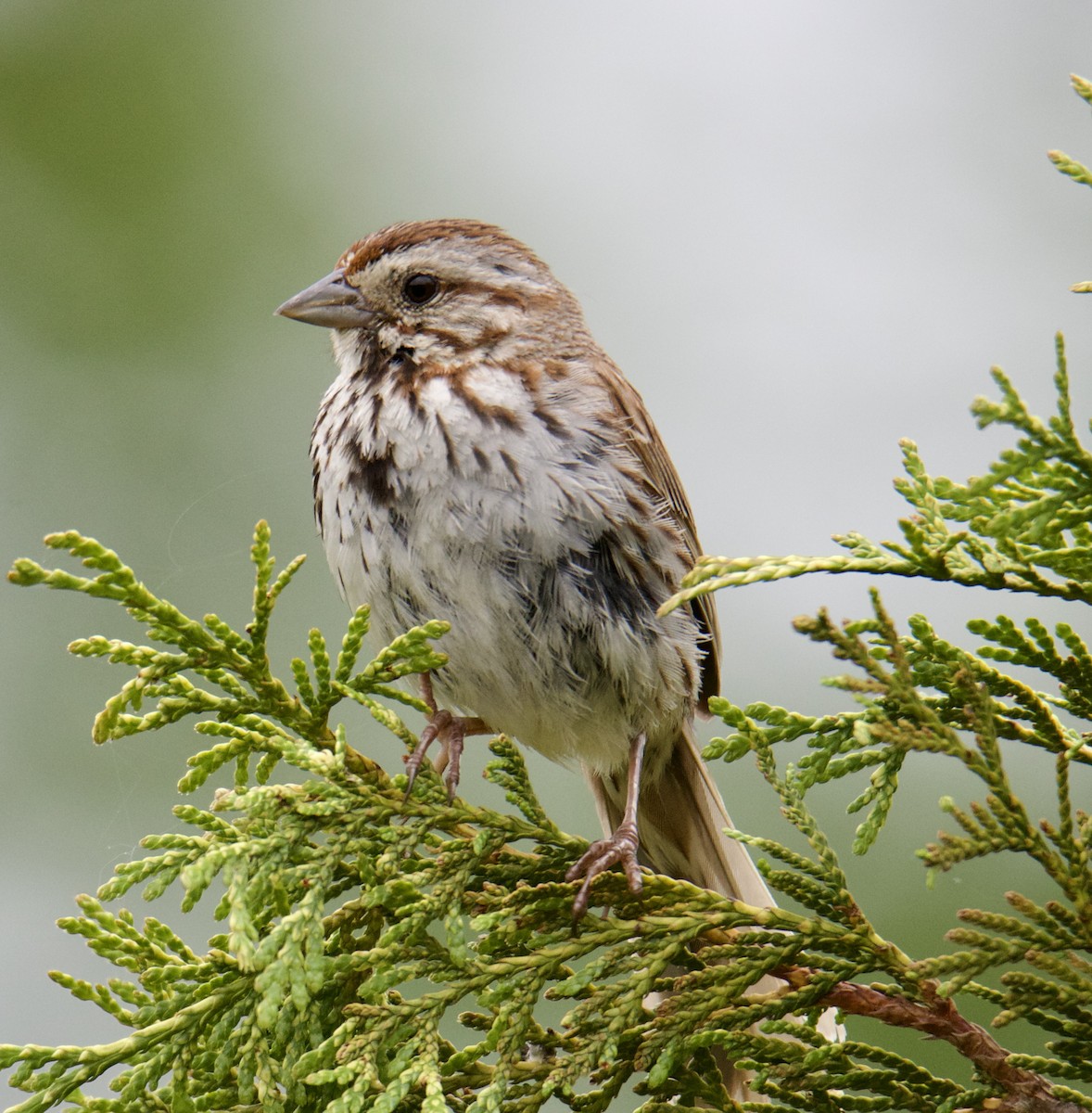 Song Sparrow - ML583574821