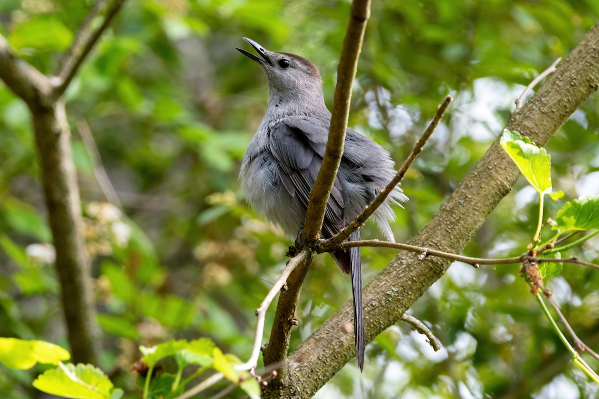 Gray Catbird - ML583575041