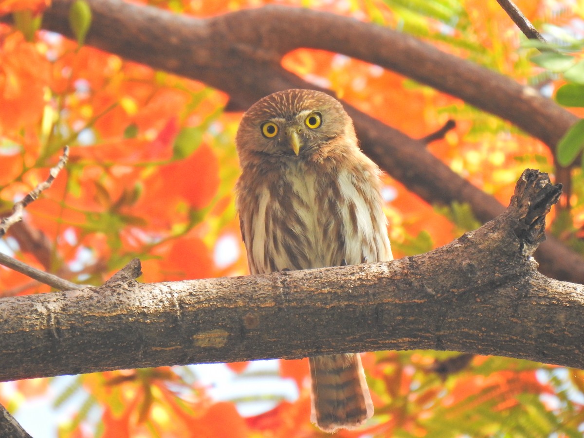 Ferruginous Pygmy-Owl - ML583575151