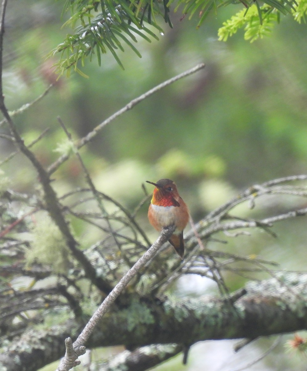 Rufous Hummingbird - ML583575711