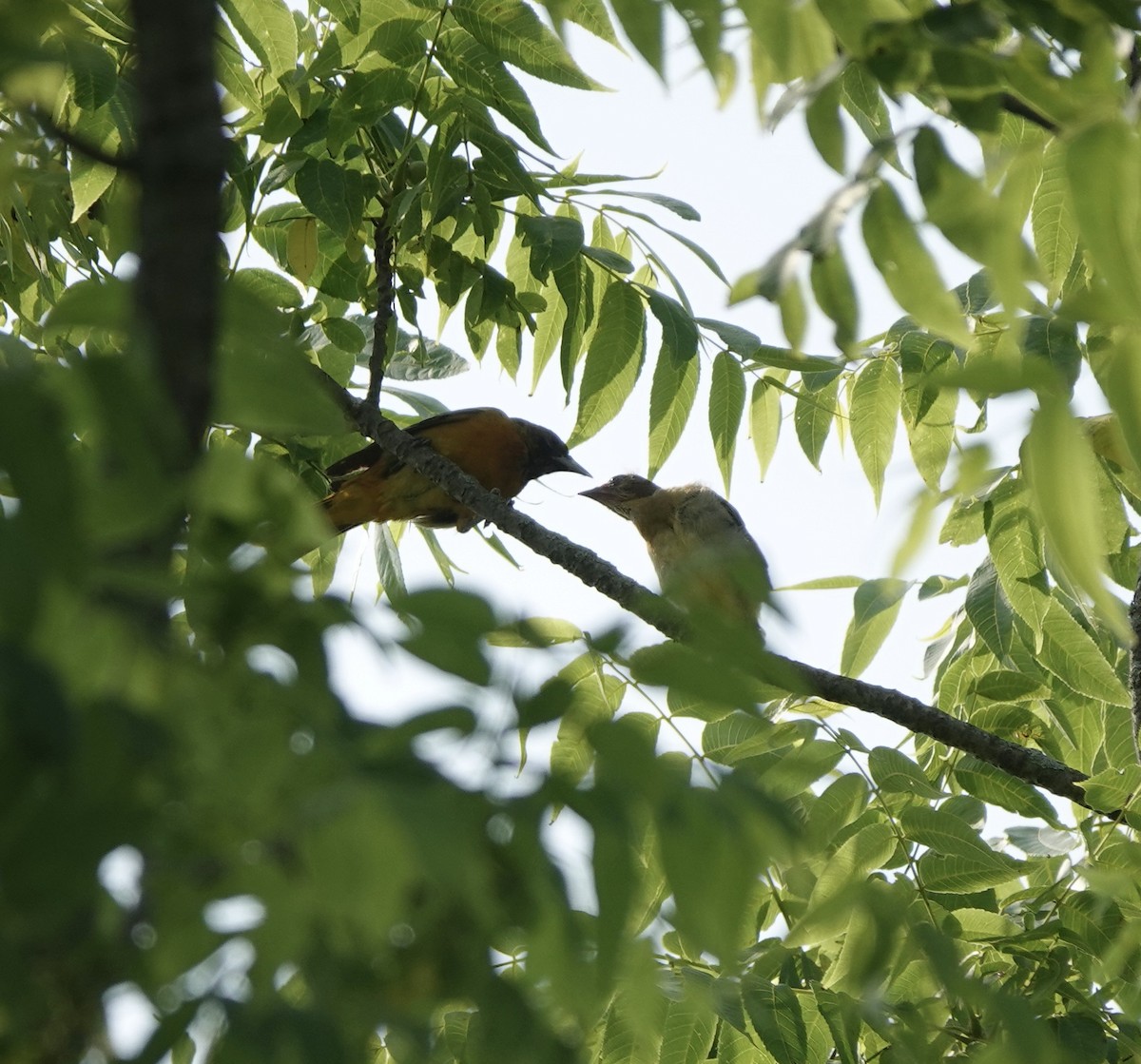 Orchard Oriole - ML583575921