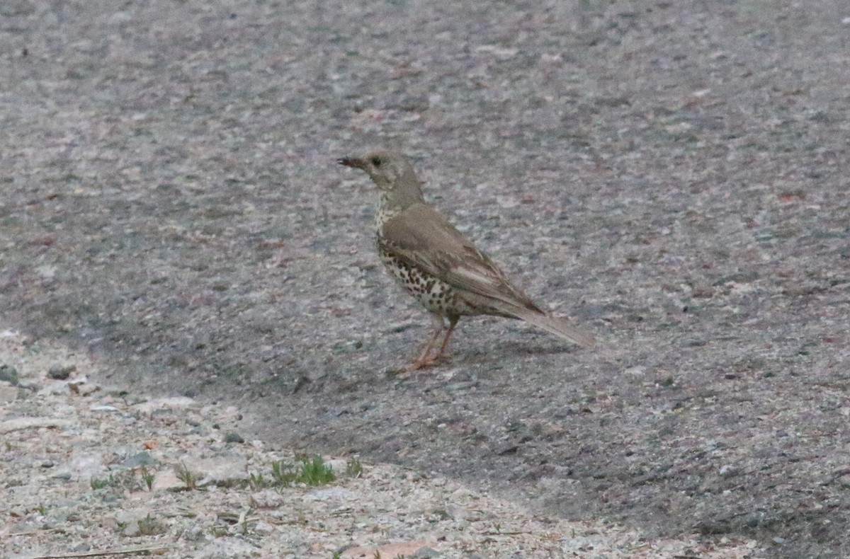 Mistle Thrush - Michel Mifsud