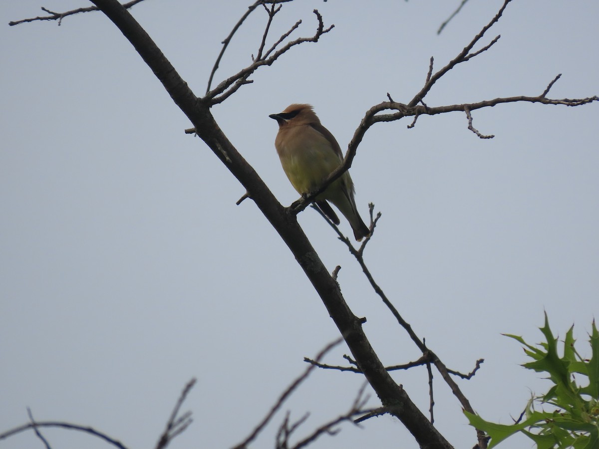 Cedar Waxwing - ML583577191