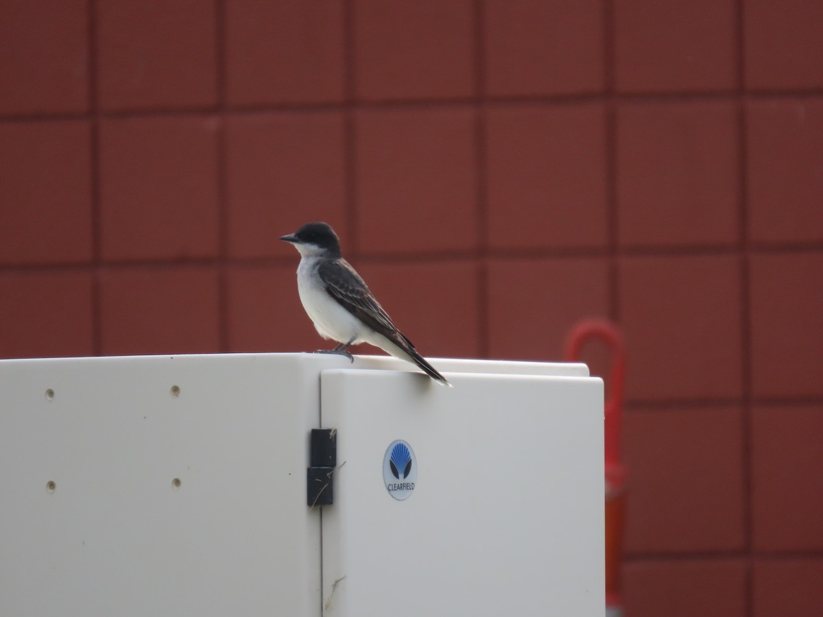 Eastern Kingbird - ML583577371