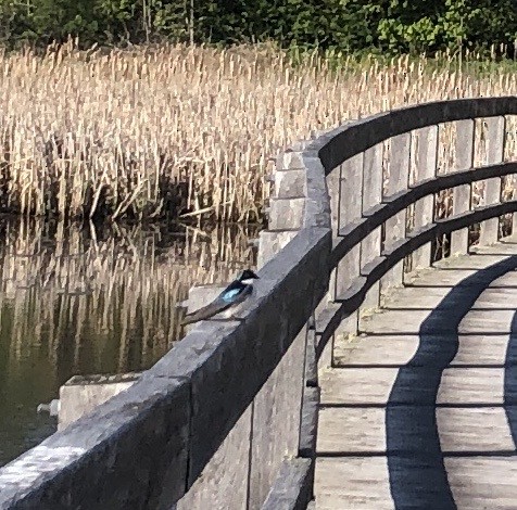 Tree Swallow - ML583577511