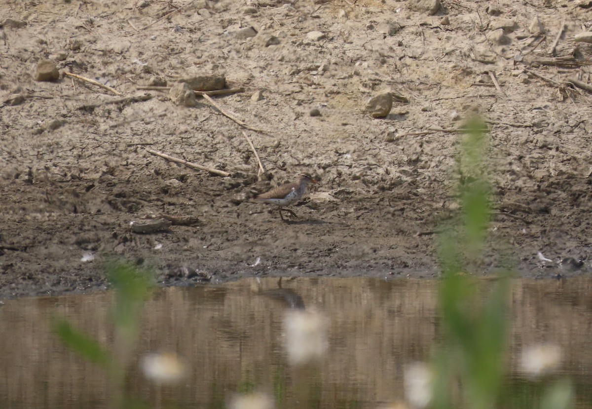 Spotted Sandpiper - ML583577521