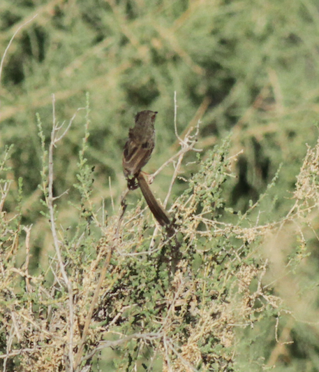 rustøreprinia - ML583578361