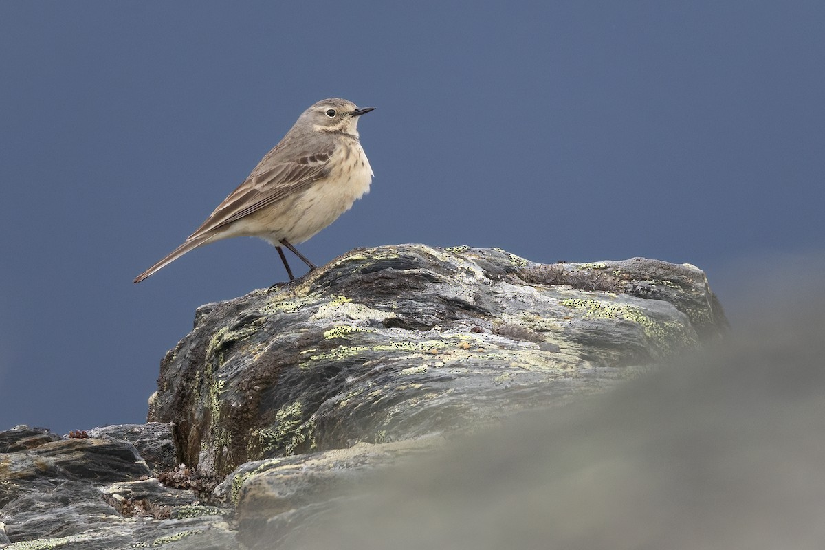 American Pipit - ML583578521