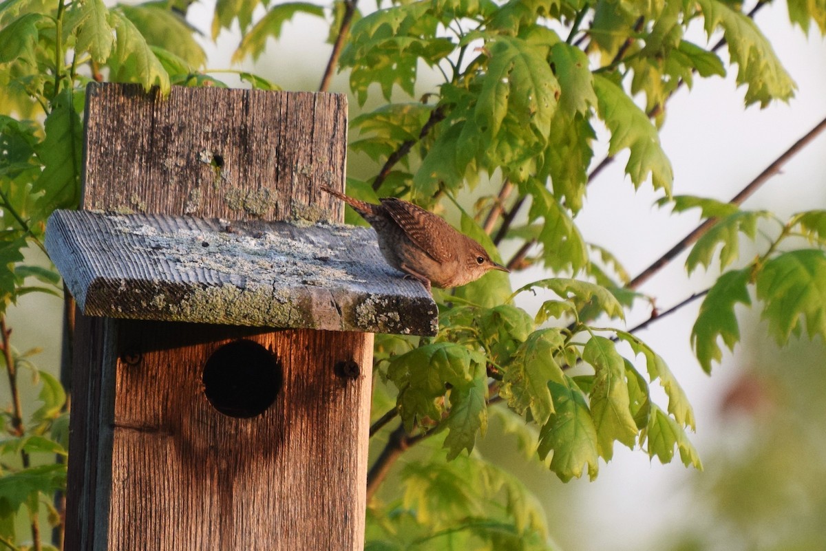 House Wren - ML58357861