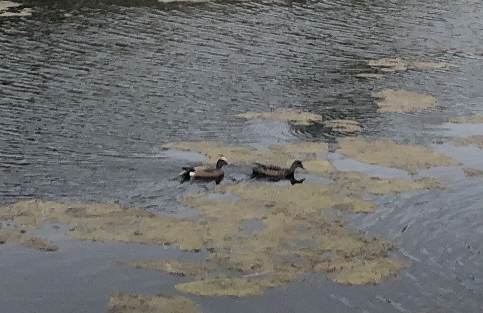 American Wigeon - ML583578921