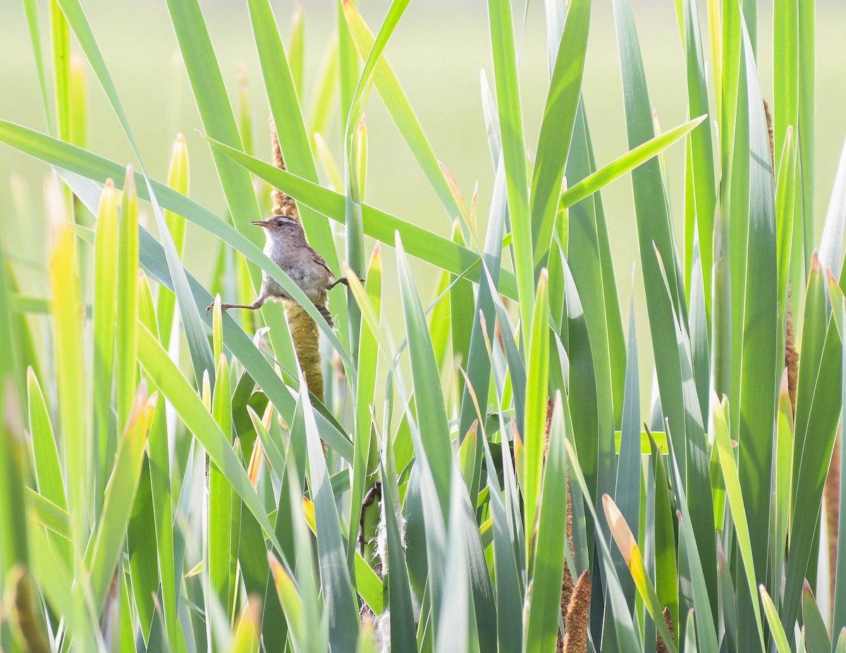 Marsh Wren - ML583580111