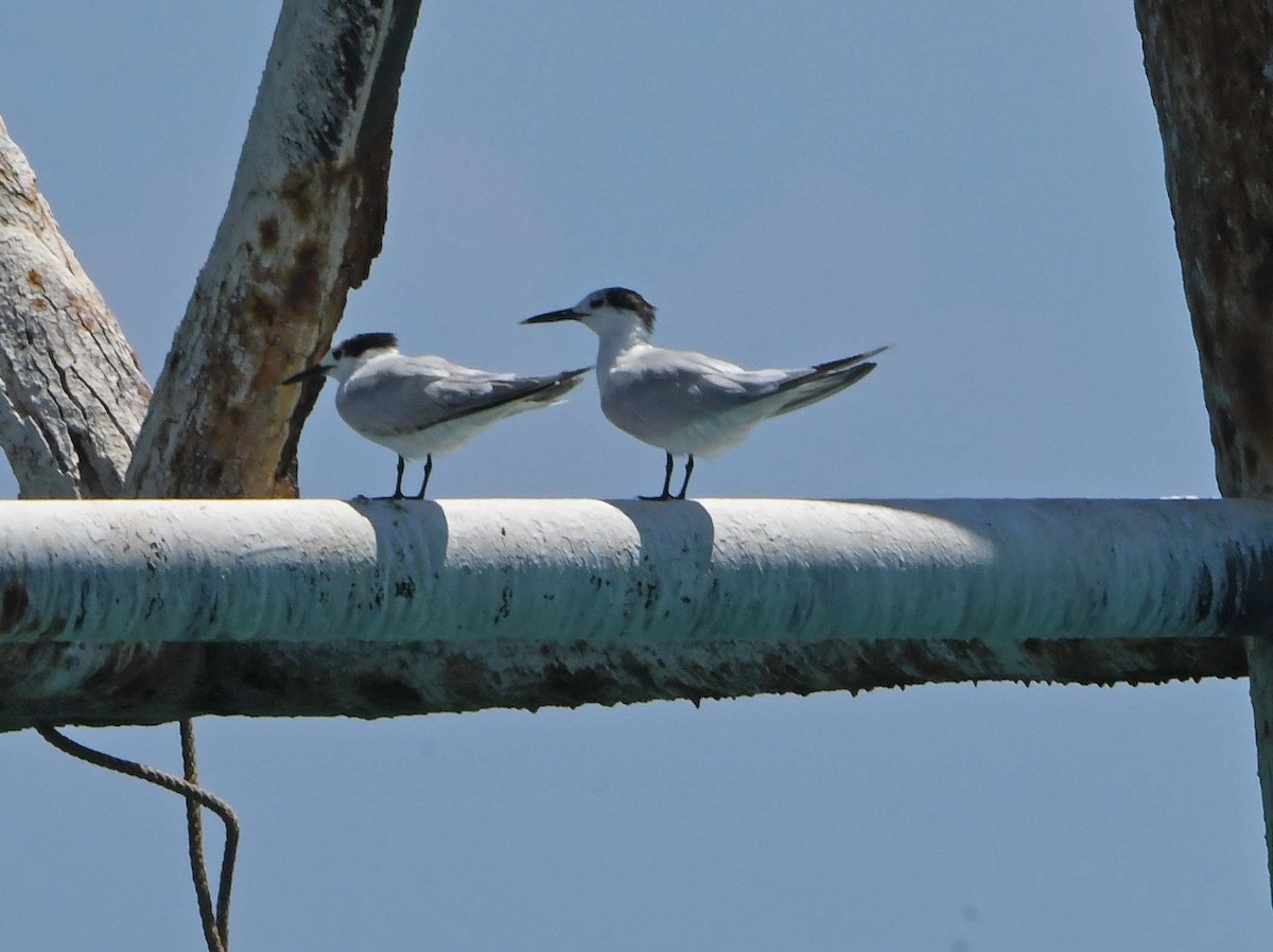 Sandwich Tern - Sharon Lynn