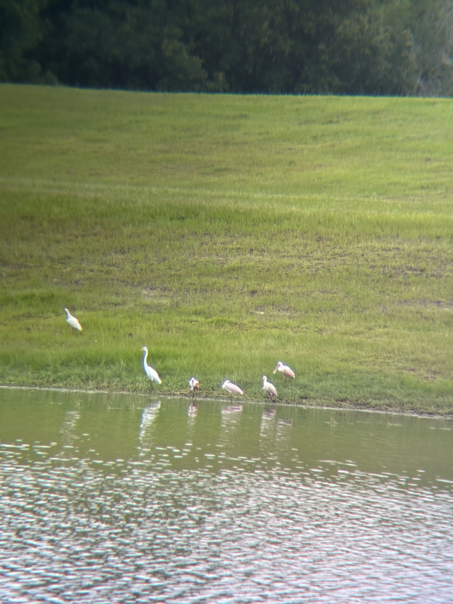 Roseate Spoonbill - Timothy Naisbett