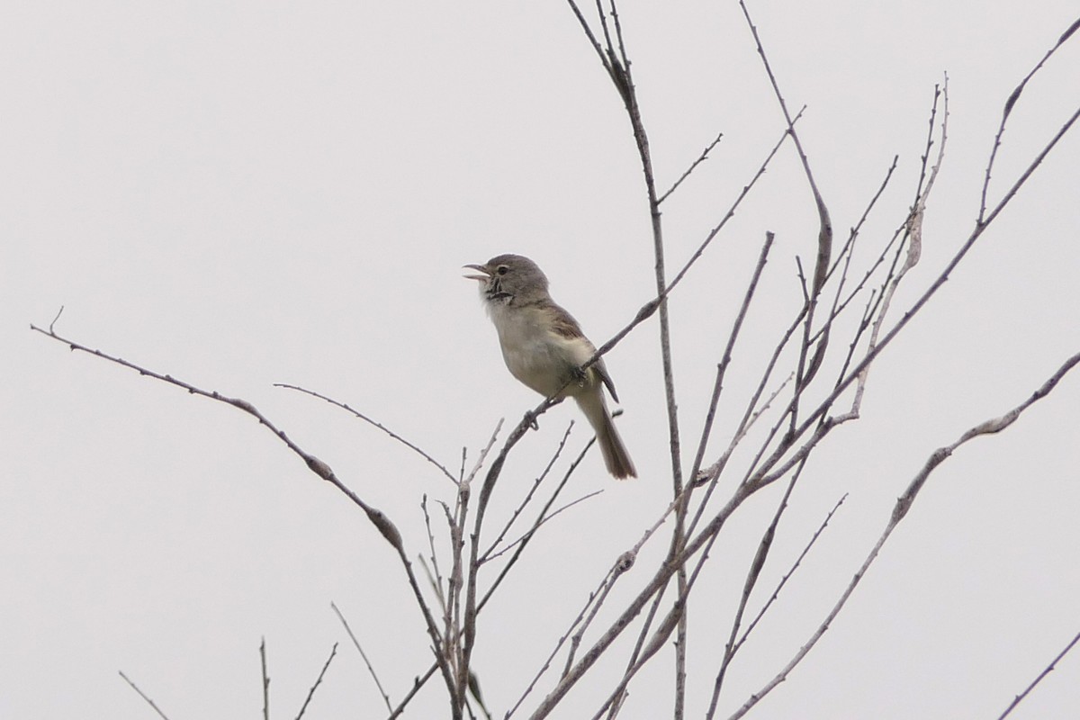 Vireo de Bell (pusillus) - ML58358221