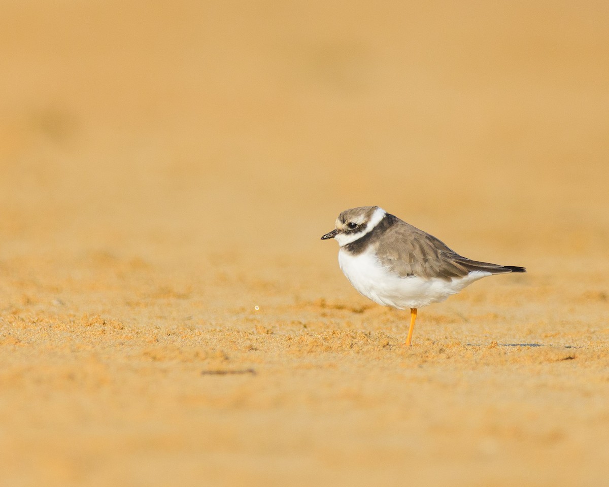 Common Ringed Plover - ML583582751