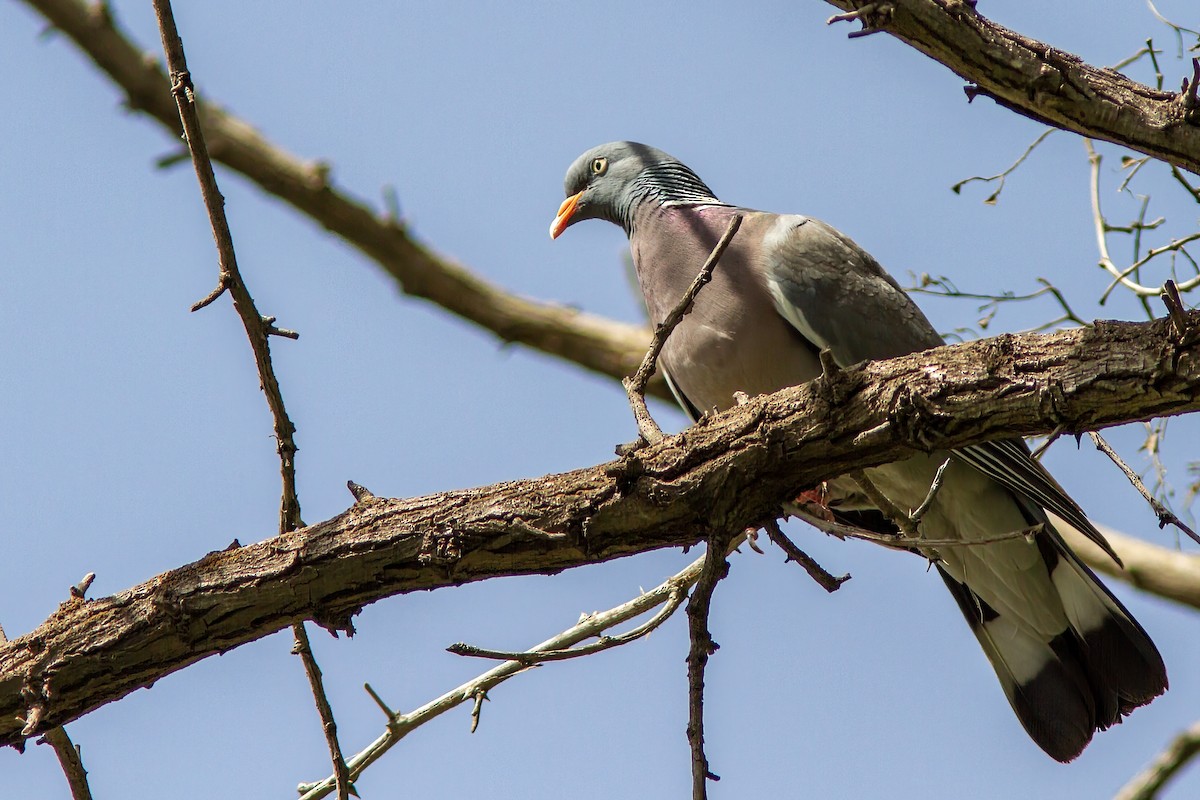 Common Wood-Pigeon - ML583583481