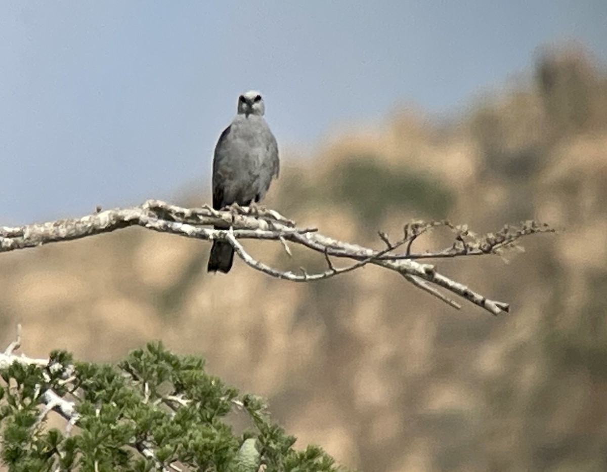 Mississippi Kite - ML583583721