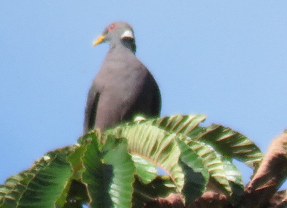 Band-tailed Pigeon - Avestamiento Valletenzano - Enrique Diaz