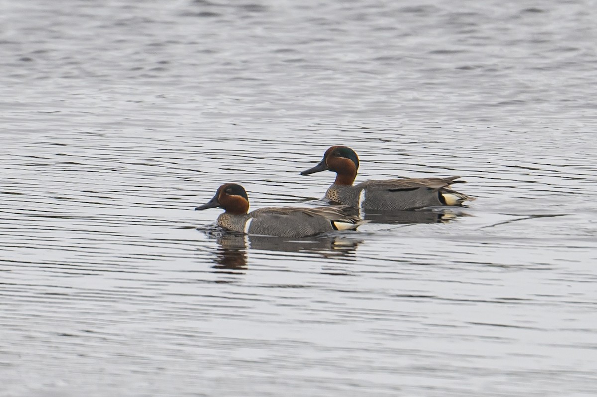 Green-winged Teal - ML583585221