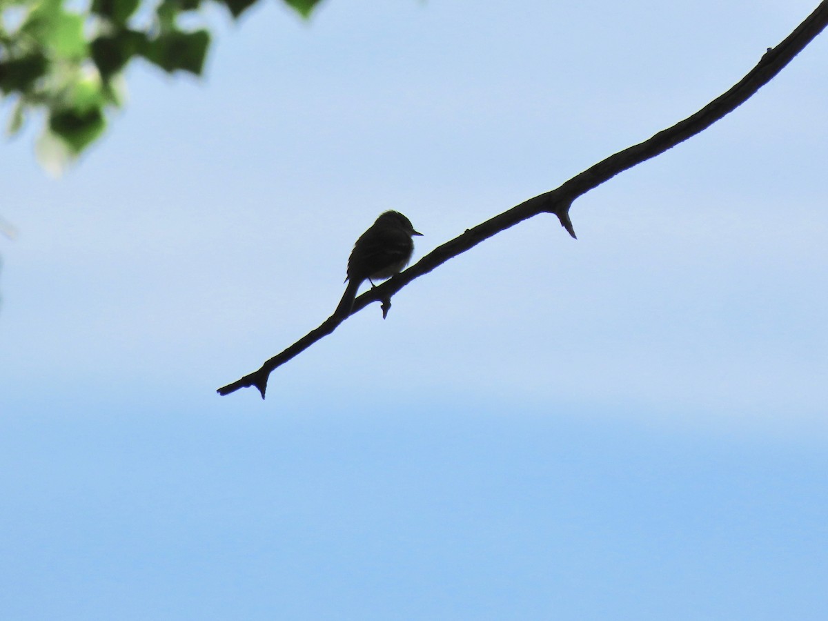 Least Flycatcher - ML583585791