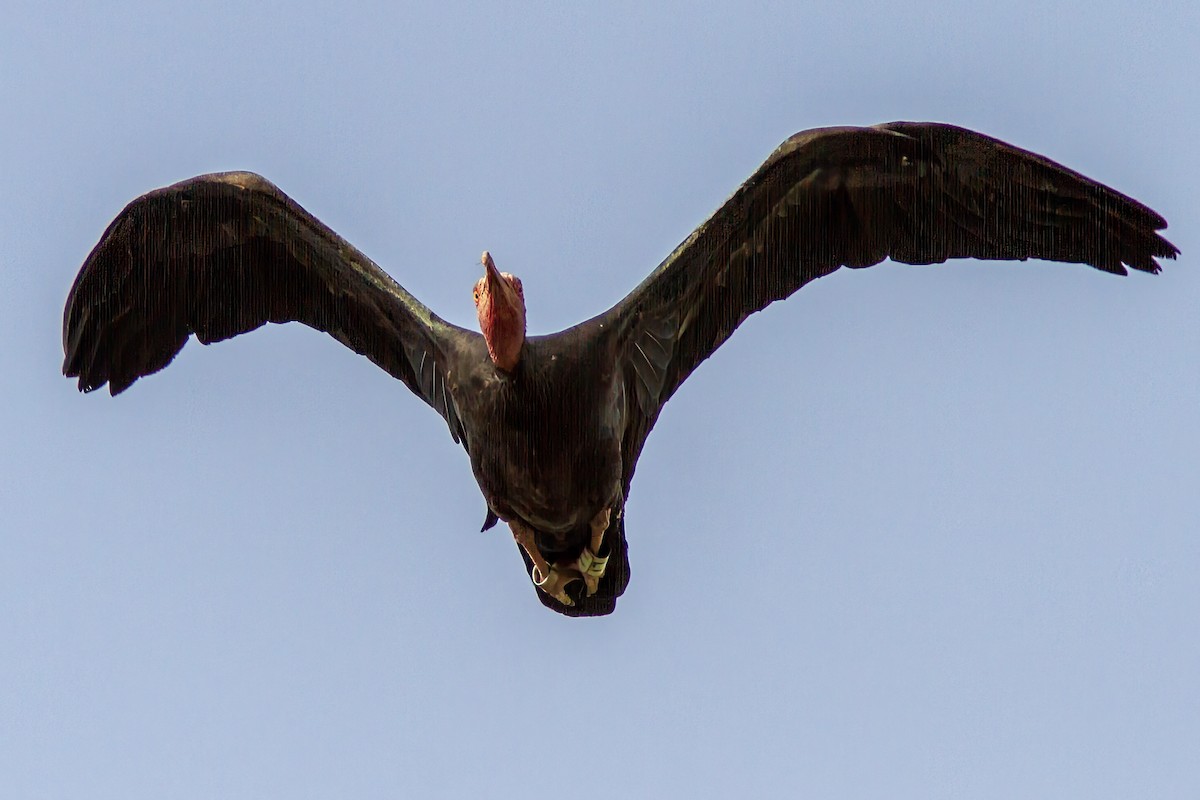 Northern Bald Ibis - Volkan Donbaloglu