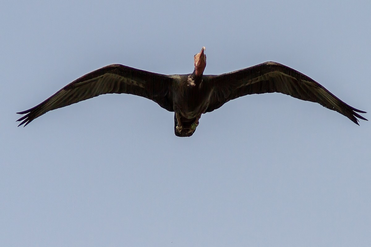 ibis skalní - ML583588101