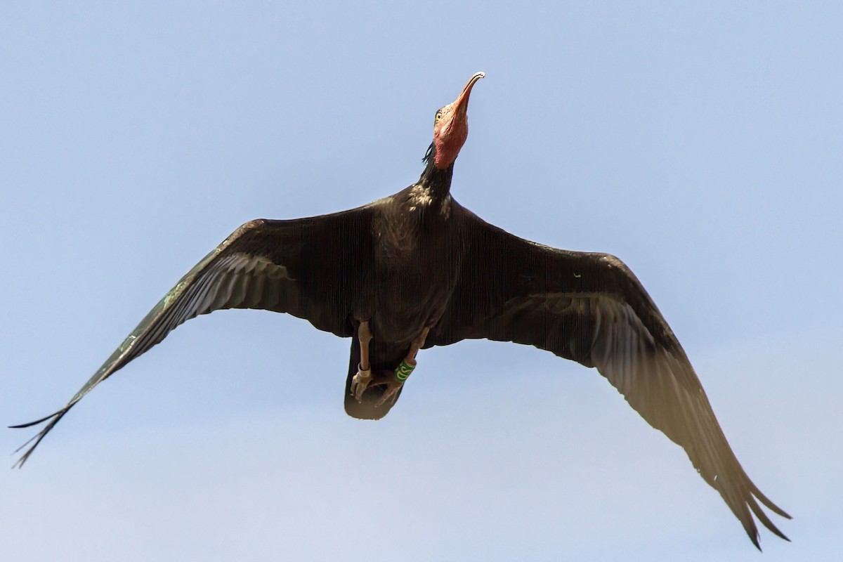 ibis skalní - ML583588111
