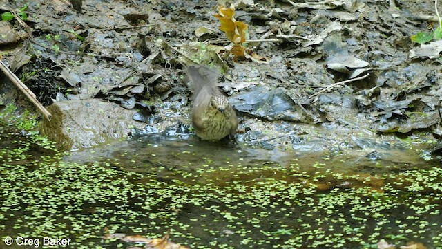 Spotted Flycatcher - ML583588391