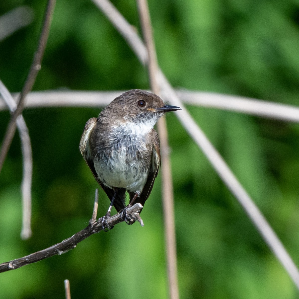 Eastern Phoebe - ML583588691