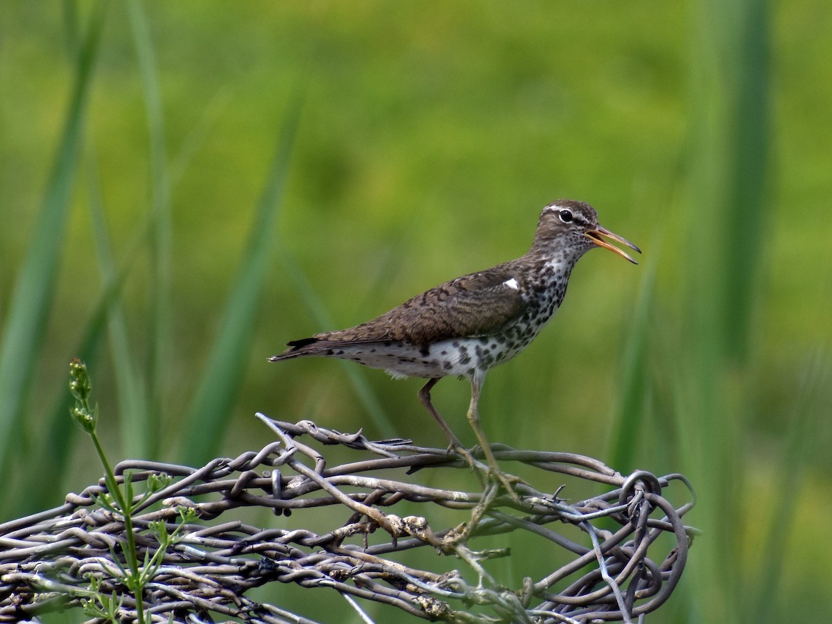 Spotted Sandpiper - ML583588801