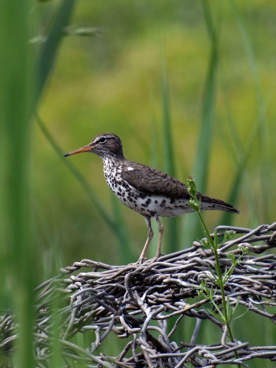 Spotted Sandpiper - ML583588811