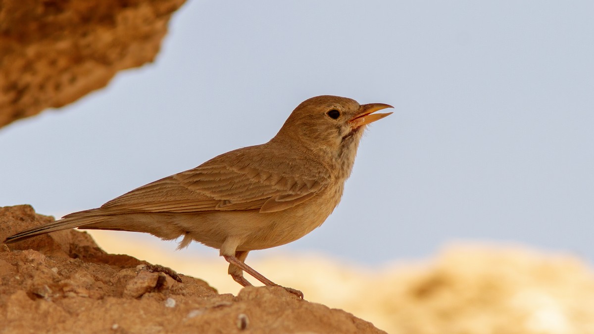 Desert Lark - Volkan Donbaloglu