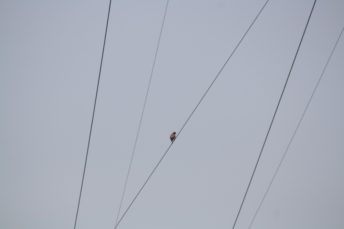 American Kestrel - Cole Corley