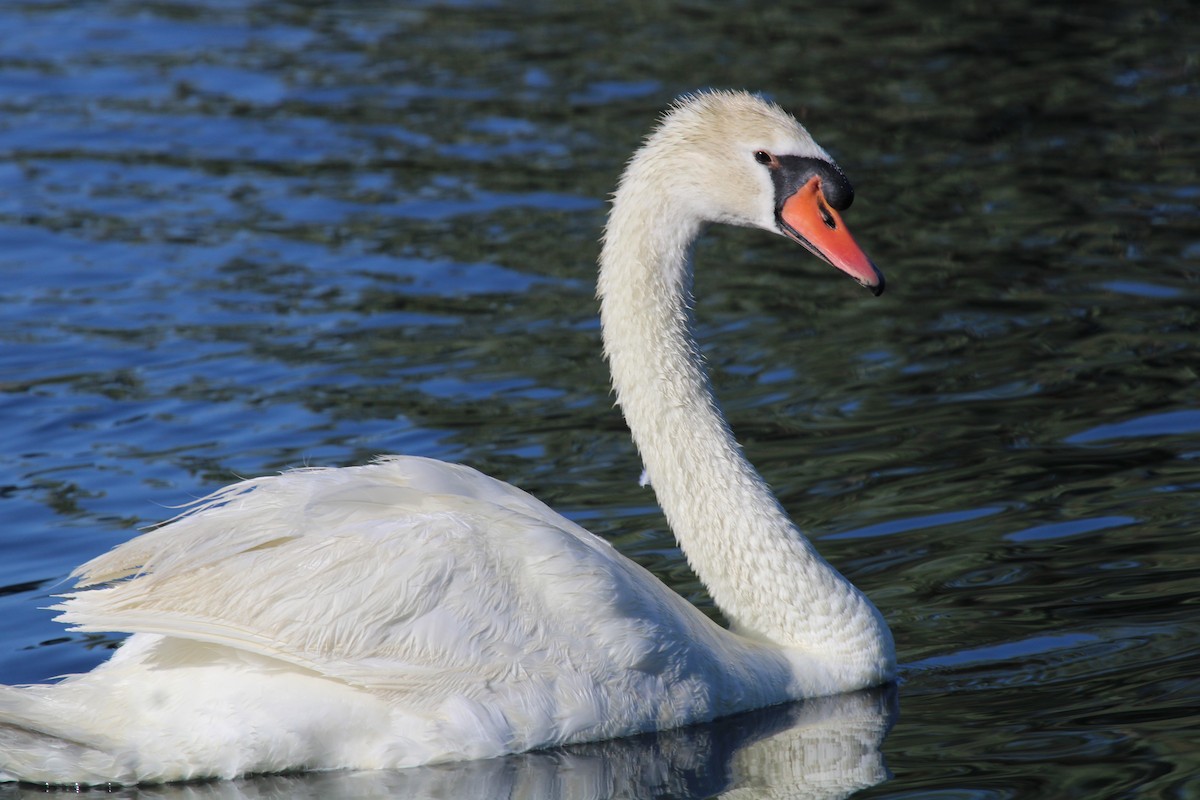 Mute Swan - ML583589591