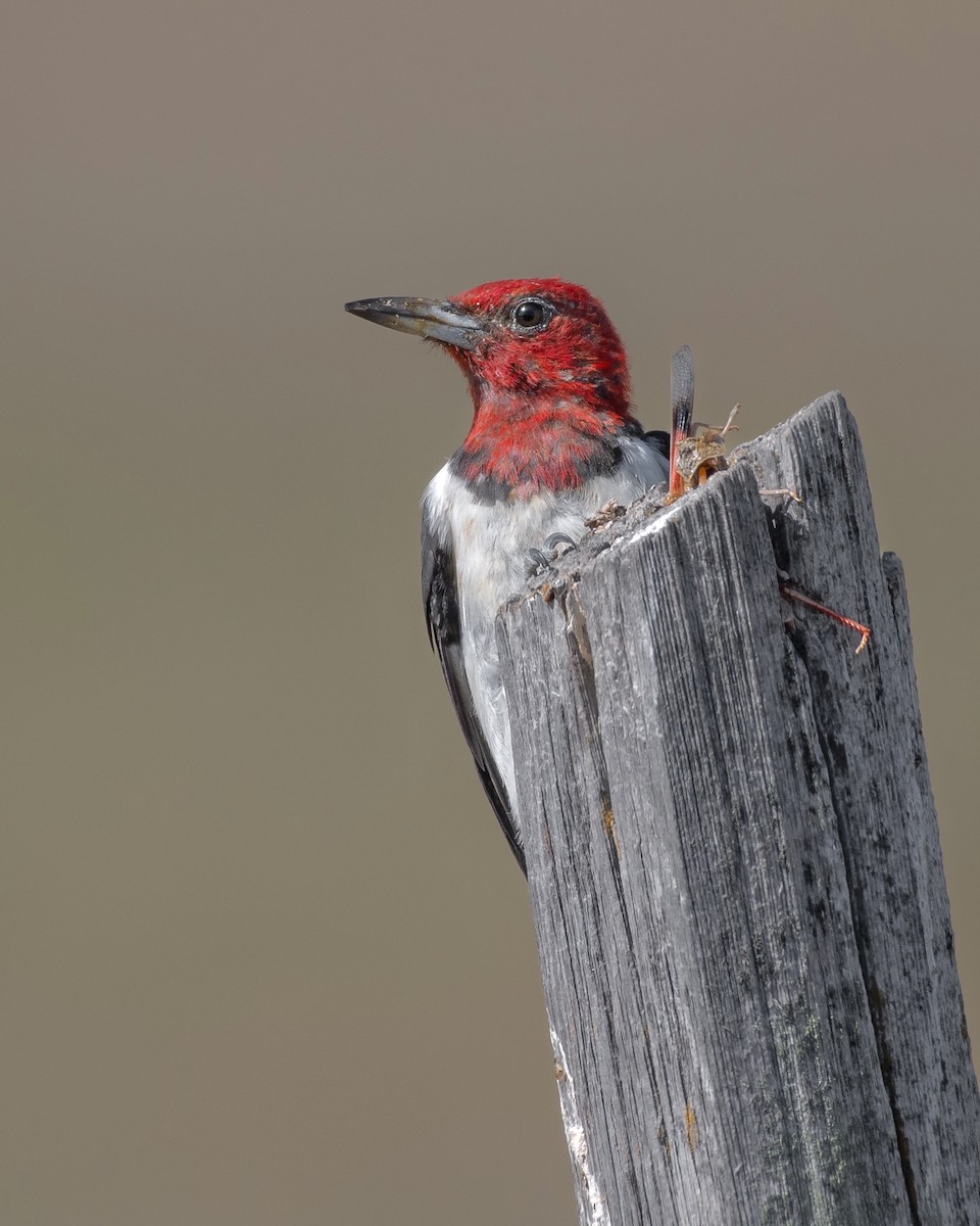 Red-headed Woodpecker - ML583589821