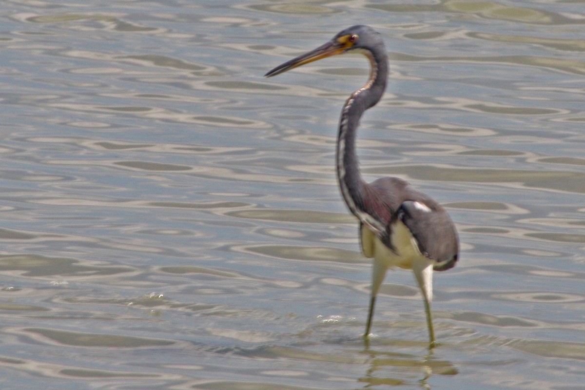 Tricolored Heron - Stephen and Felicia Cook
