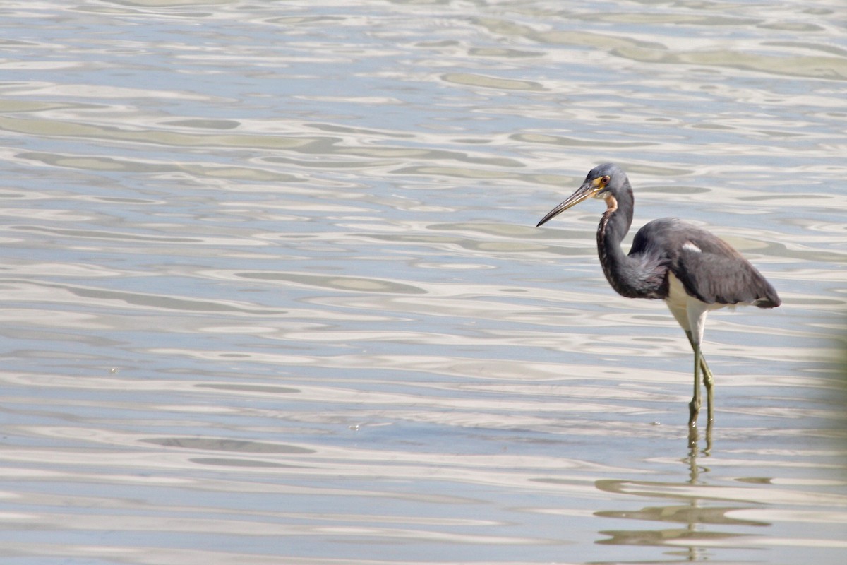 Tricolored Heron - Stephen and Felicia Cook