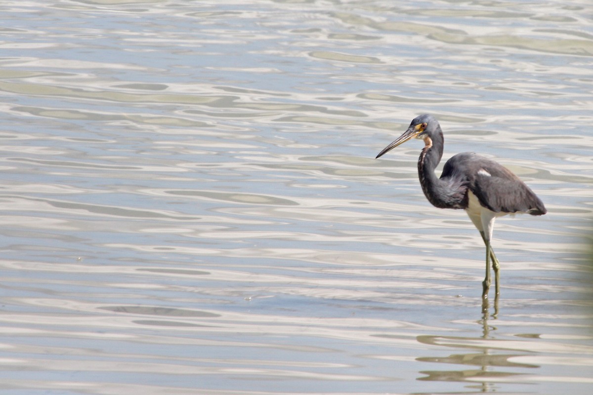 Tricolored Heron - ML583590761